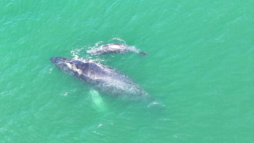 #Video Marina resguarda parto de ballena jorobada en Guerrero
