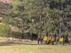Refuerza Estado acciones de seguridad y protección civil ante incendios forestales