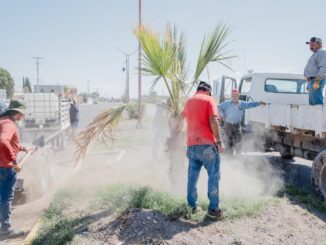 Servicios Municipales continúa labores de mantenimiento en camellones principales de Camargo