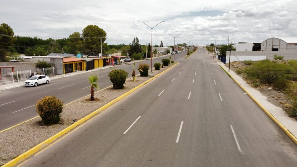 Camargo más verde: Planta municipio 45 palmeras en los camellones de la González Ortega