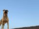 ¿Tener a tu perro en la azotea es maltrato? Informa Municipio al respecto